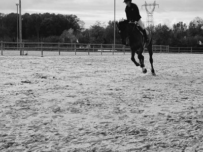 Cour équitation cheval bien-être enseignement