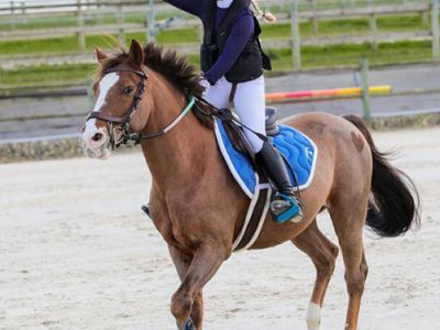cours de Poney jeunes chevaux 77 Paris 