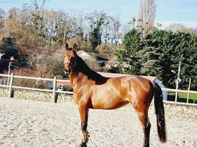 Valorisation cheval de sport cours équitation 