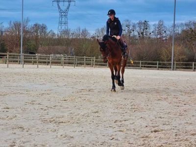 Carrière entrainement cheval marron bai 